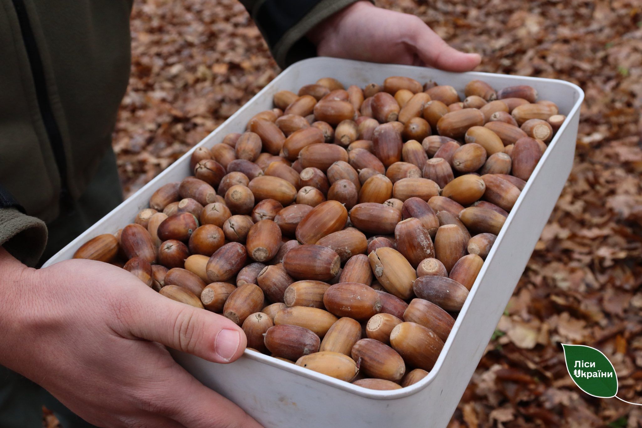 У лісництвах філії «Подільський лісовий офіс» триває збір жолудів